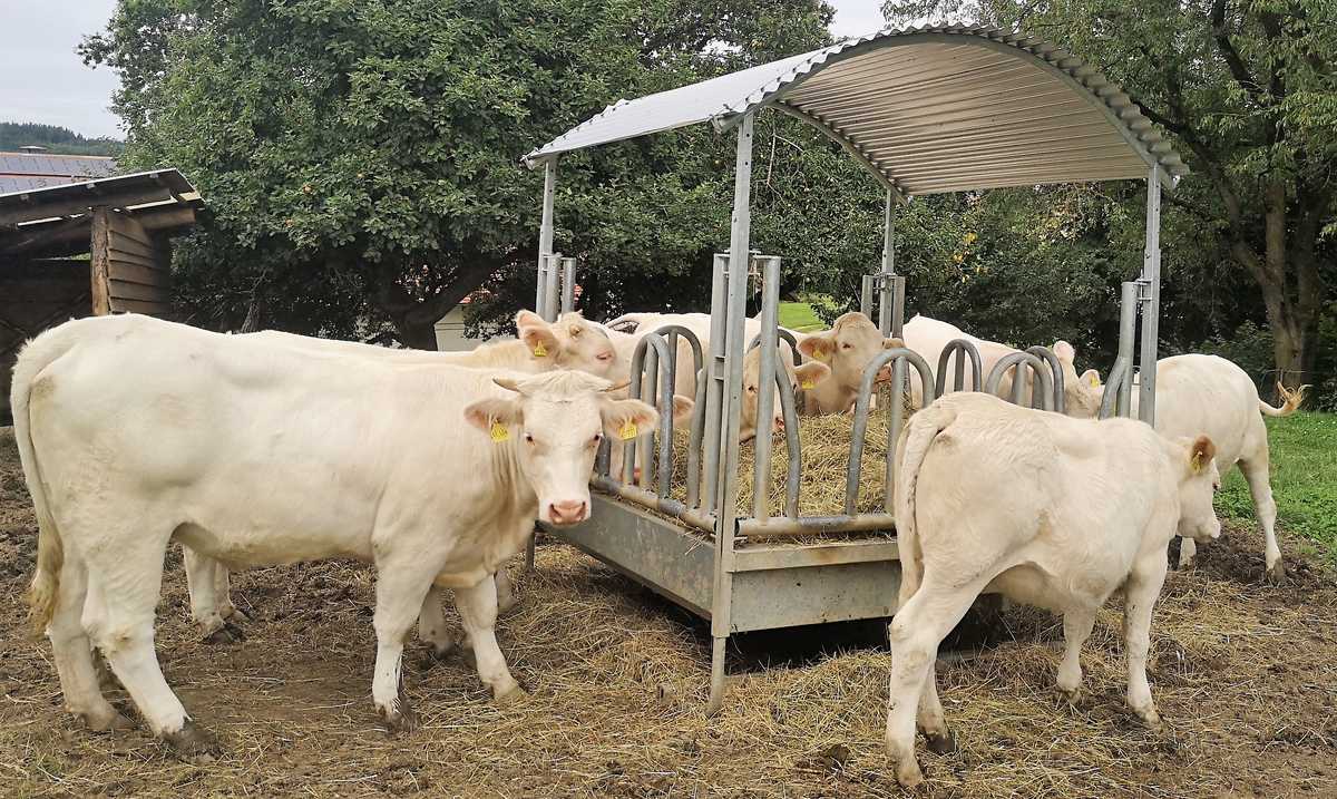 Die Färsen fressen Heu